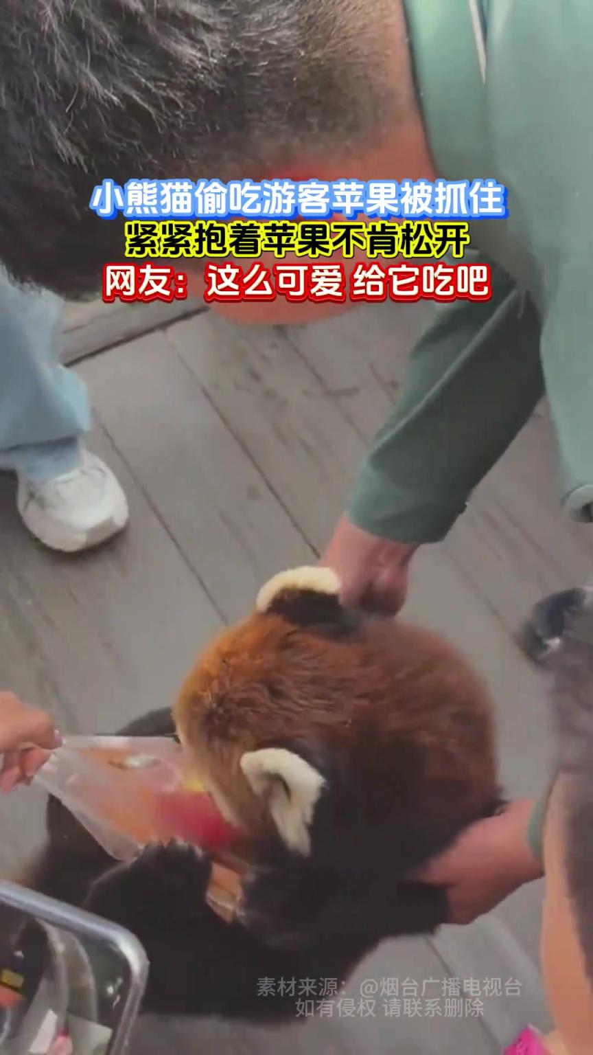 小熊猫偷吃游客苹果被抓住，紧紧抱着苹果不肯松开