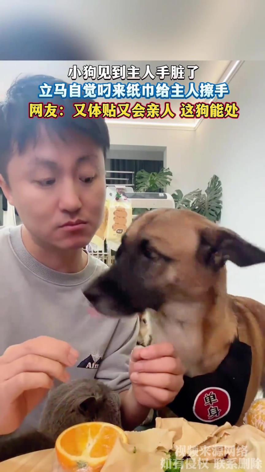 小狗见到主人手脏了，立马自觉叼来纸巾给主人擦手