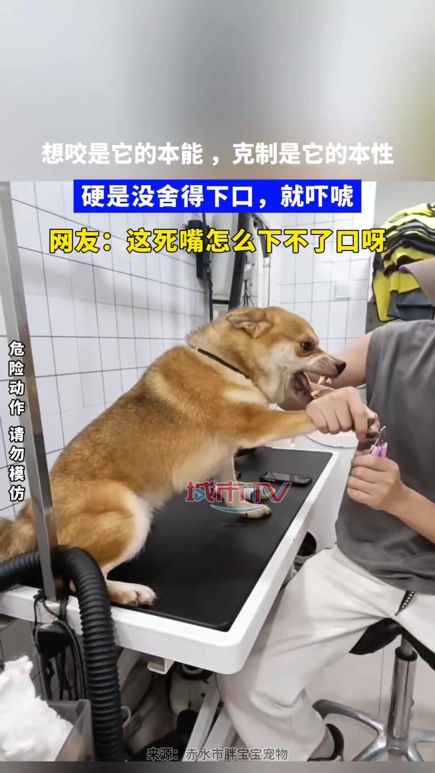 想咬是它的本能，克制是它的本性，硬是没舍得下口，就吓唬