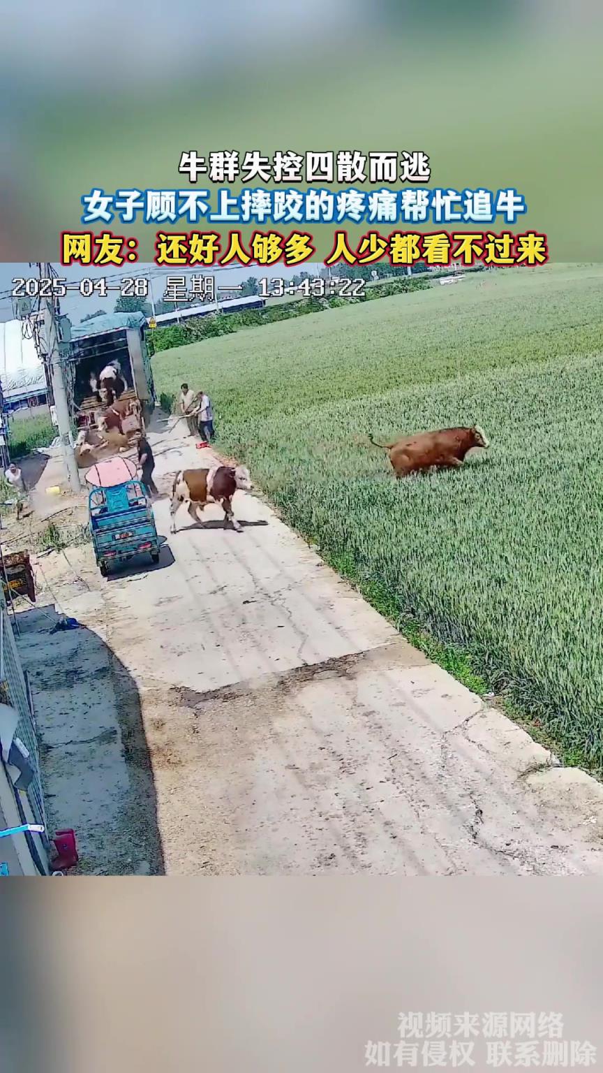 牛群失控四散而逃，女子顾不上摔跤的疼痛帮忙追牛