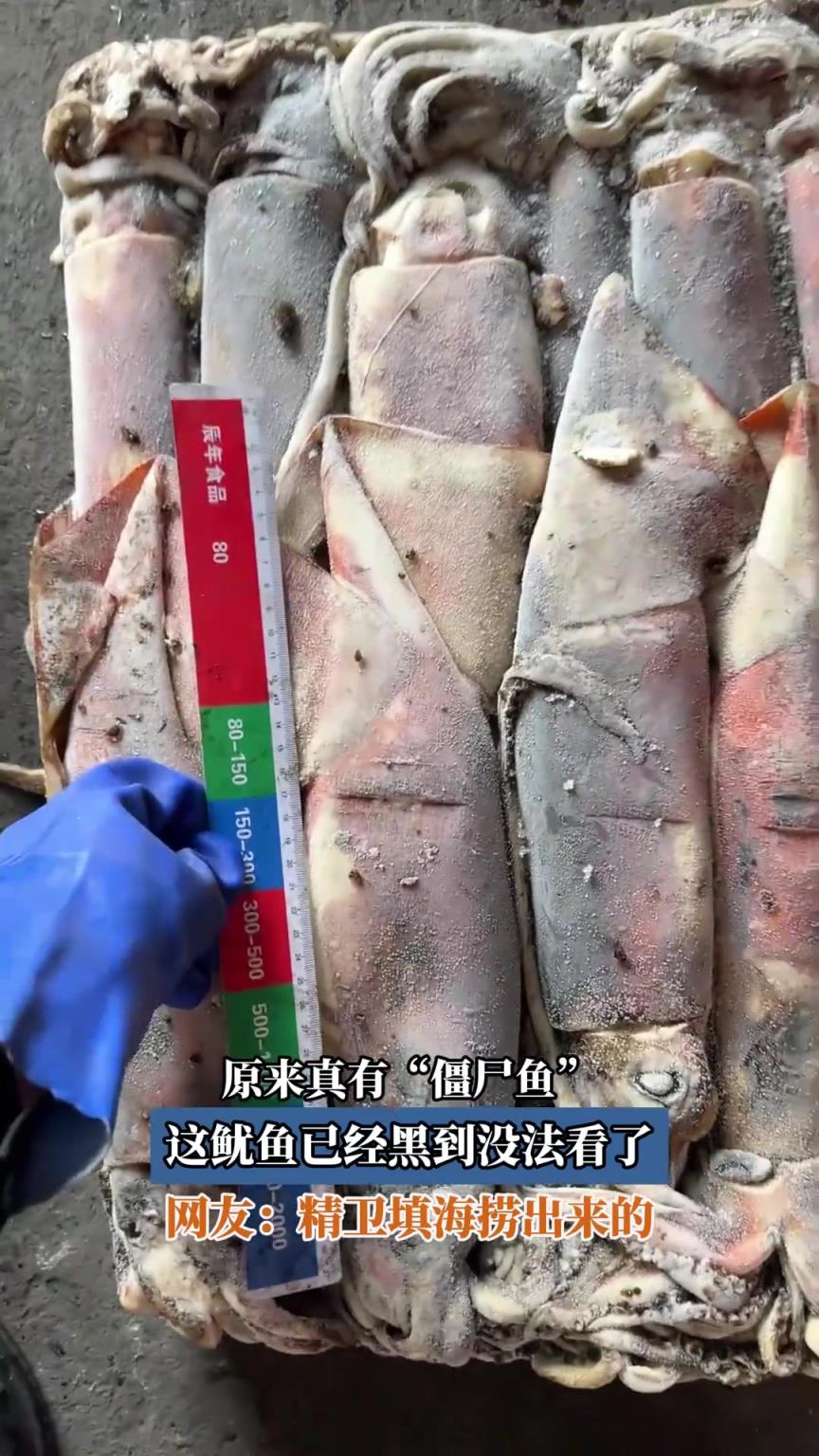 原来真有“僵尸鱼”，这鱿鱼已经黑到没法看了