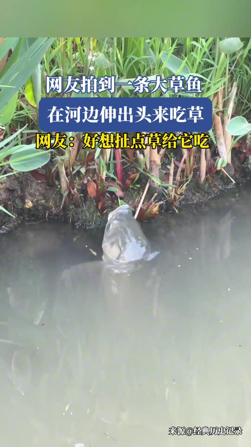 網友拍到一條大草魚，在河邊伸出頭來吃草