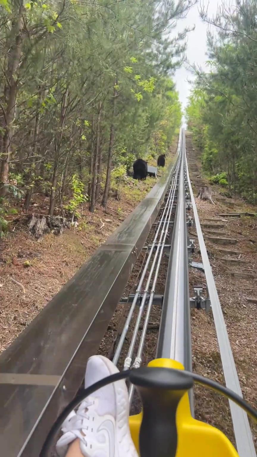 野生動物園自駕遊這麽貼近自然了？