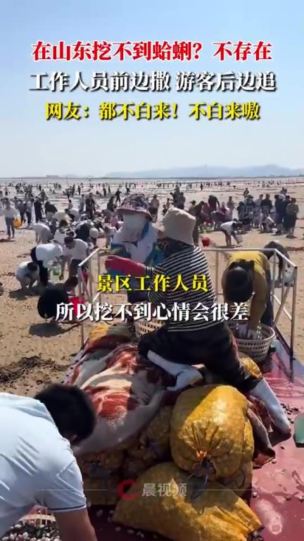 你趕海挖的蛤蜊可能是景區專門灑的
