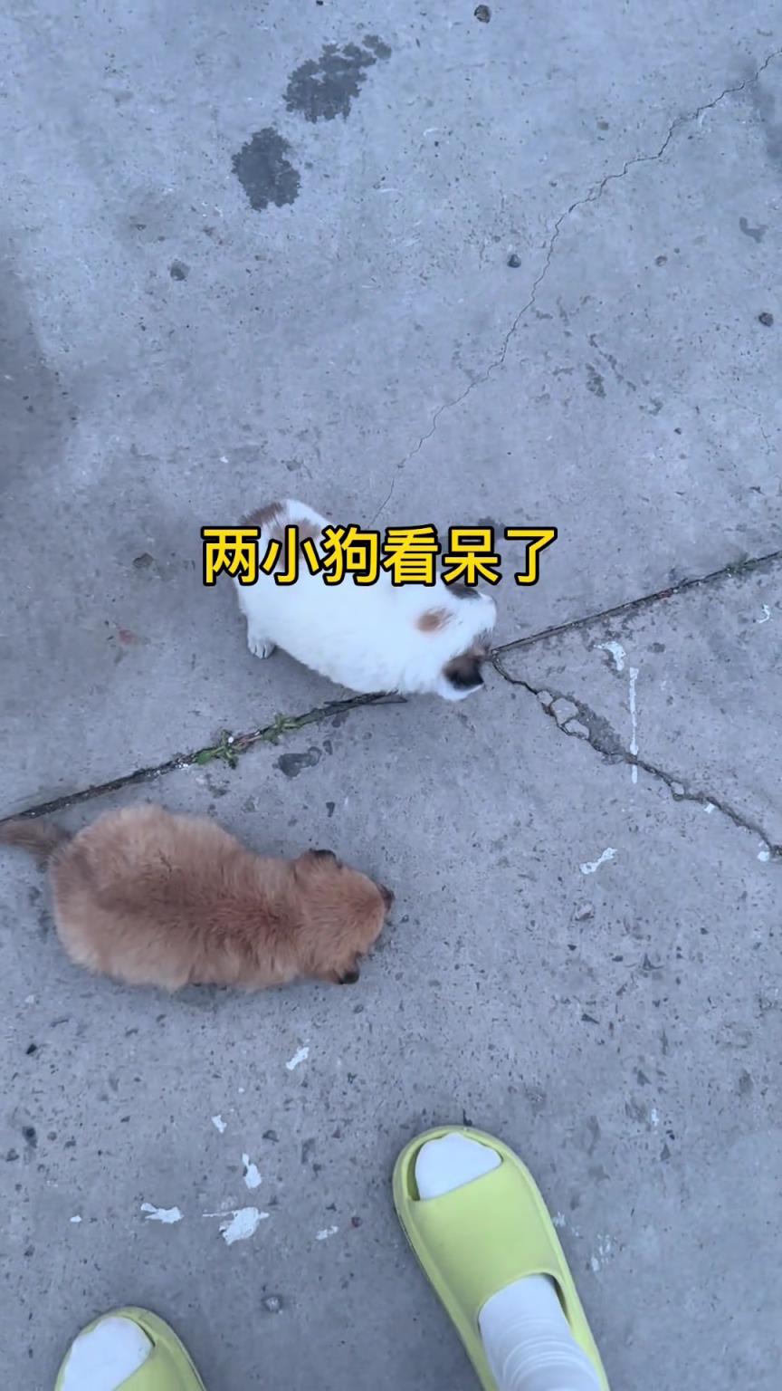小白：我不想長大了 小黃：我也是