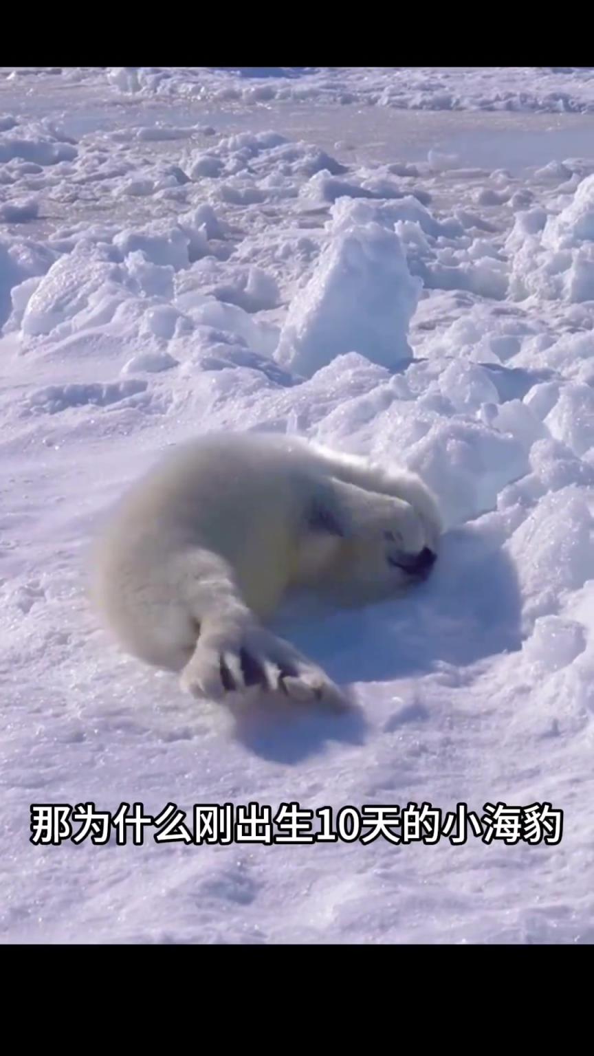 为什么小海豹刚出生10天就被遗弃了？
