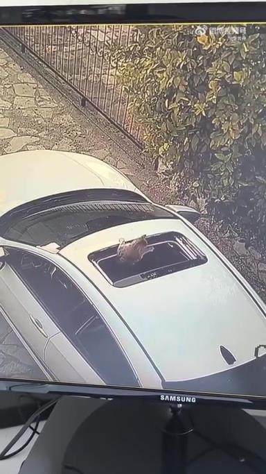 猫猫;“一朝被蛇咬十年怕井绳”!