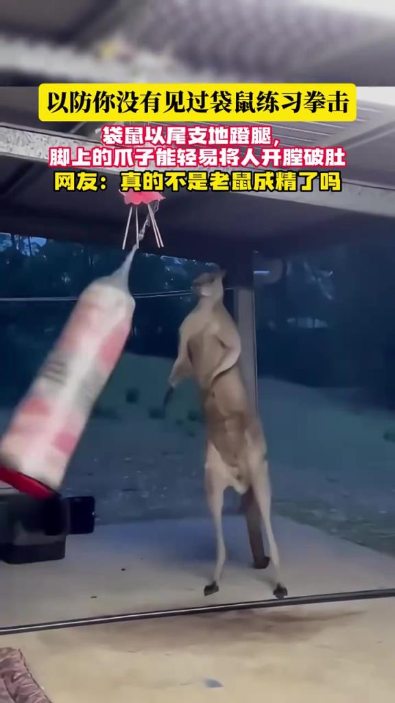 袋鼠練習拳擊，以尾支地蹬腿，網友調侃：不是老鼠成精？