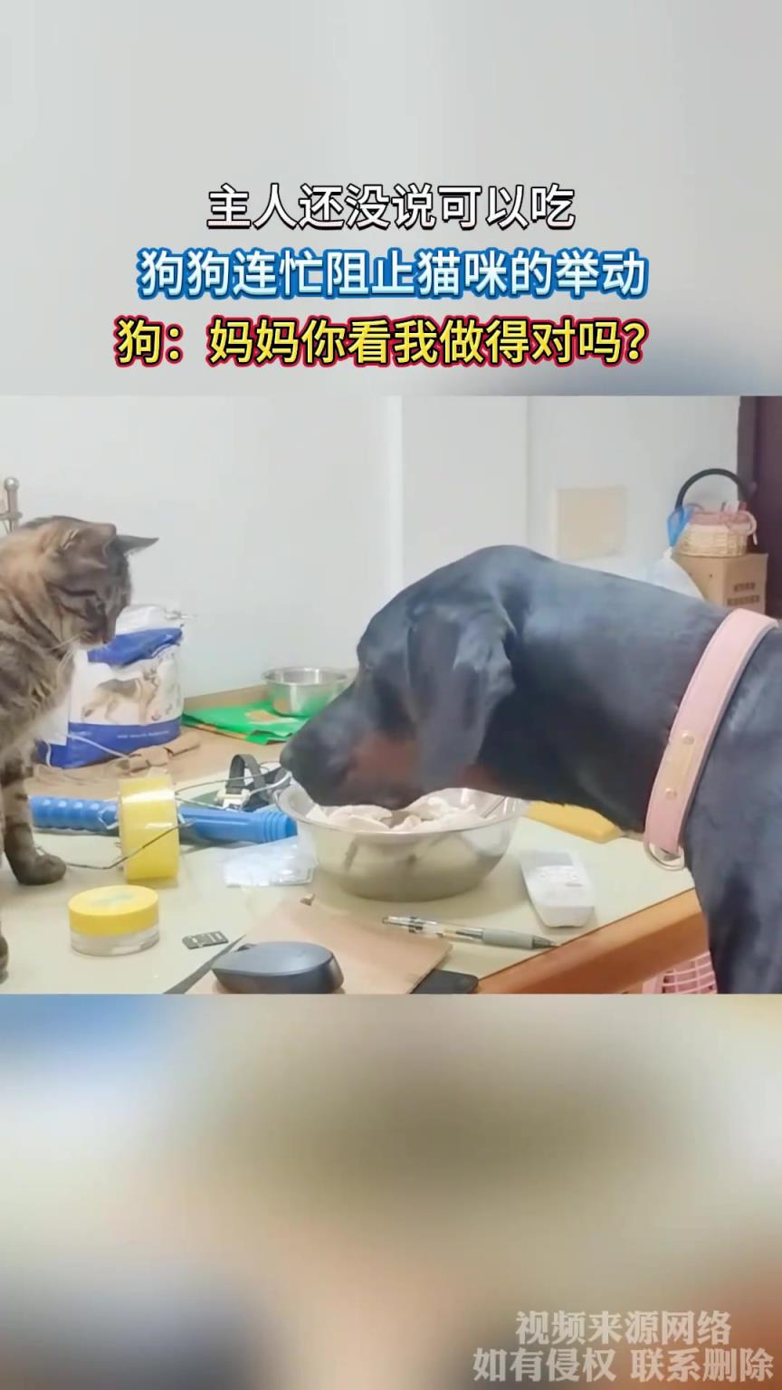 主人还没说可以吃，狗狗连忙阻止猫咪的举动