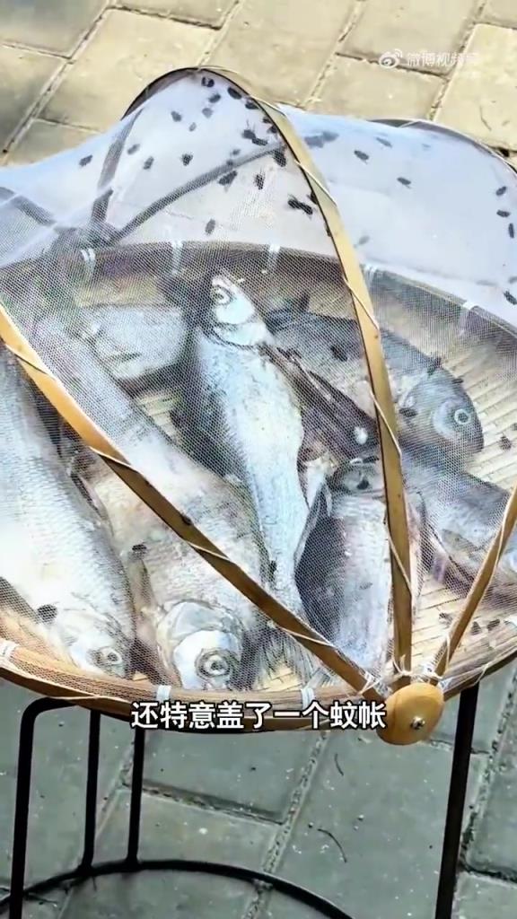 放在路边晒翘嘴，请问蚊子怎么进去的