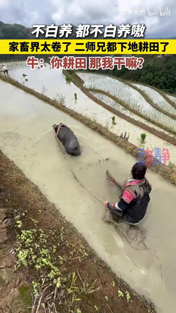 家畜届太卷了，二师兄都开始下地耕田。猪猪：不白养，都不白养嗷