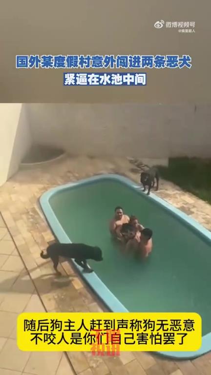 度假村意外闯进恶犬，紧逼游客在泳池中间