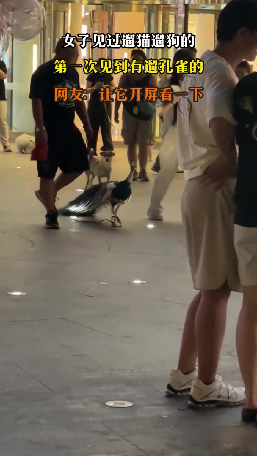 女子见过遛猫遛狗的，第一次见到有遛孔雀的