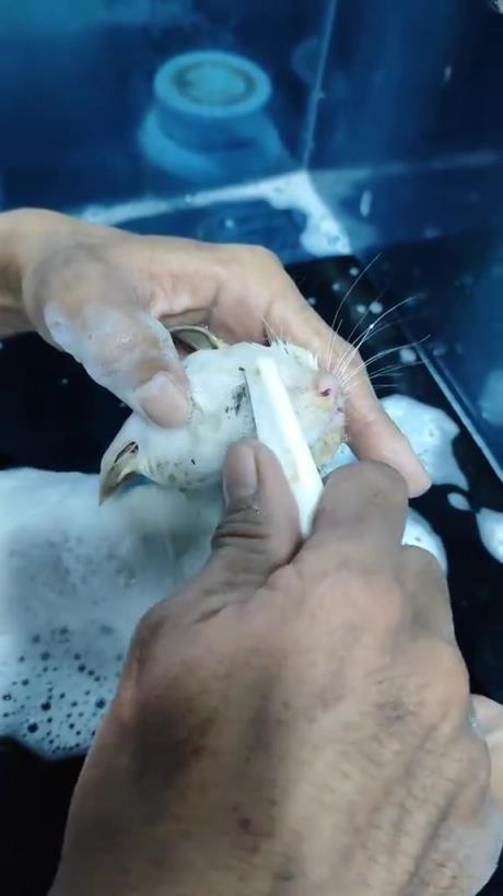 这是蜱虫吗，看起来好痛！