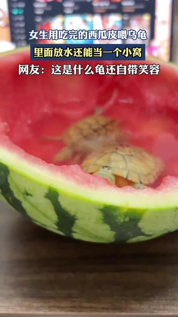 女生用吃完的西瓜皮喂乌龟 里面放水还能当一个小窝