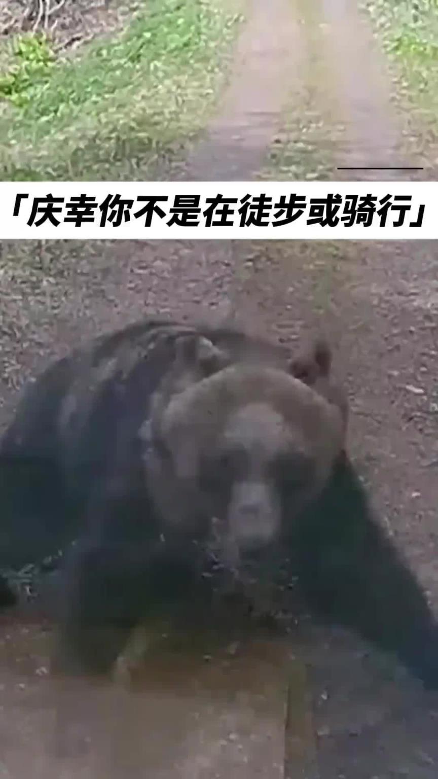 真熊出没啊！这气势，绝了！