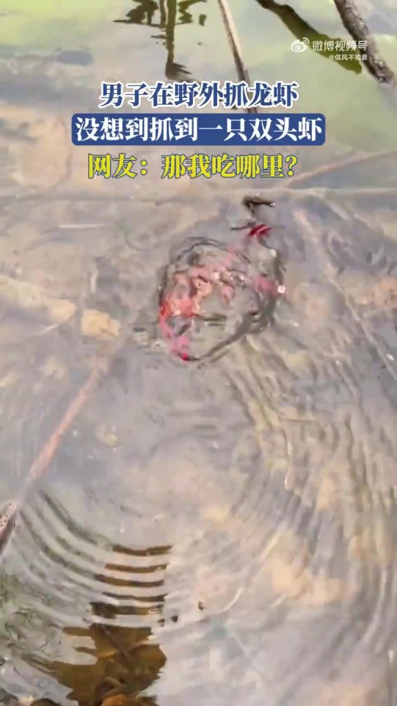 男子在野外抓龍蝦，沒(méi)想到抓到一只雙頭蝦，網(wǎng)友：那我吃哪里？