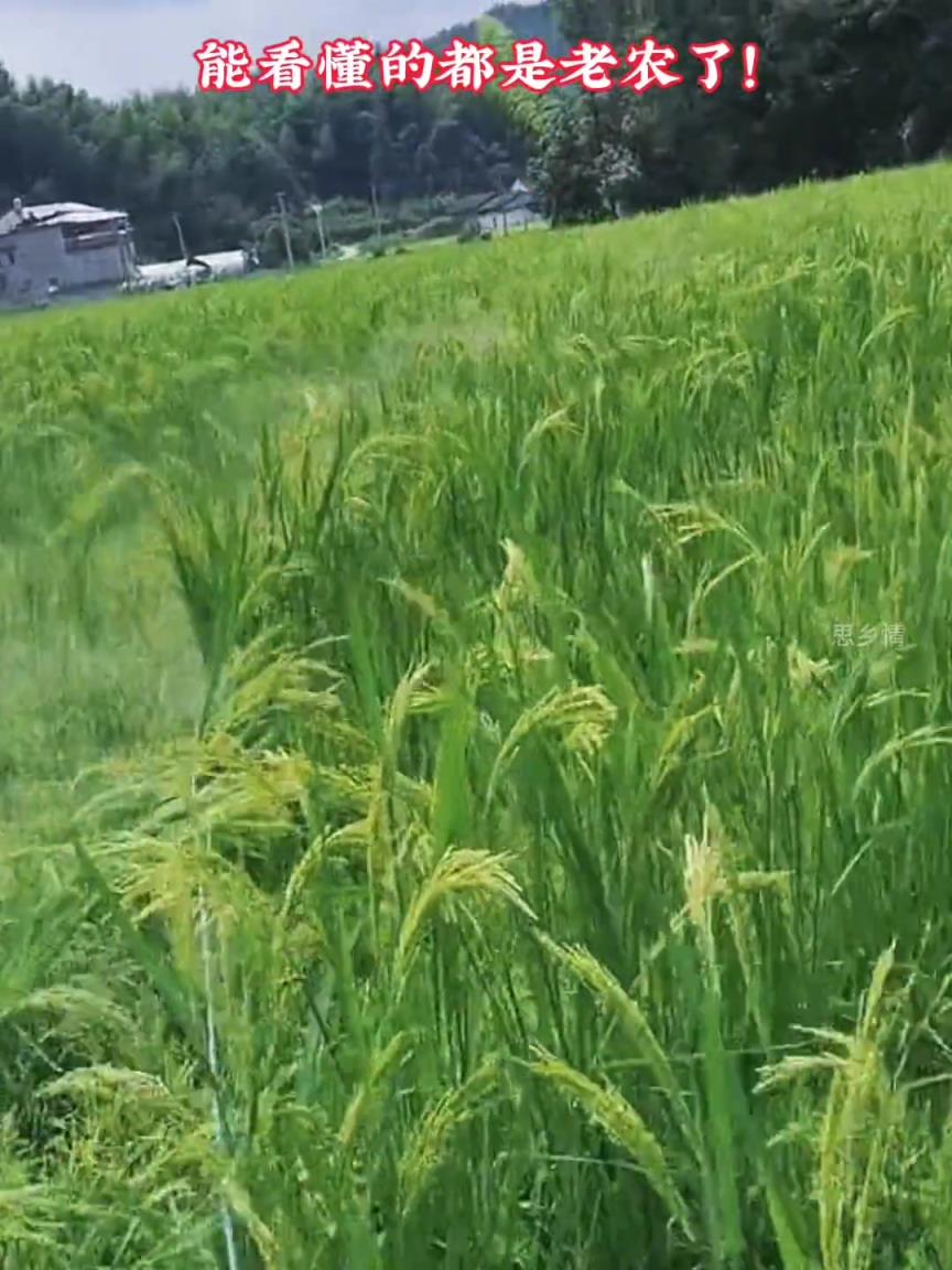 “赶花人”在稻田里舞动“白绳和竹竿”，你猜他们在干啥？