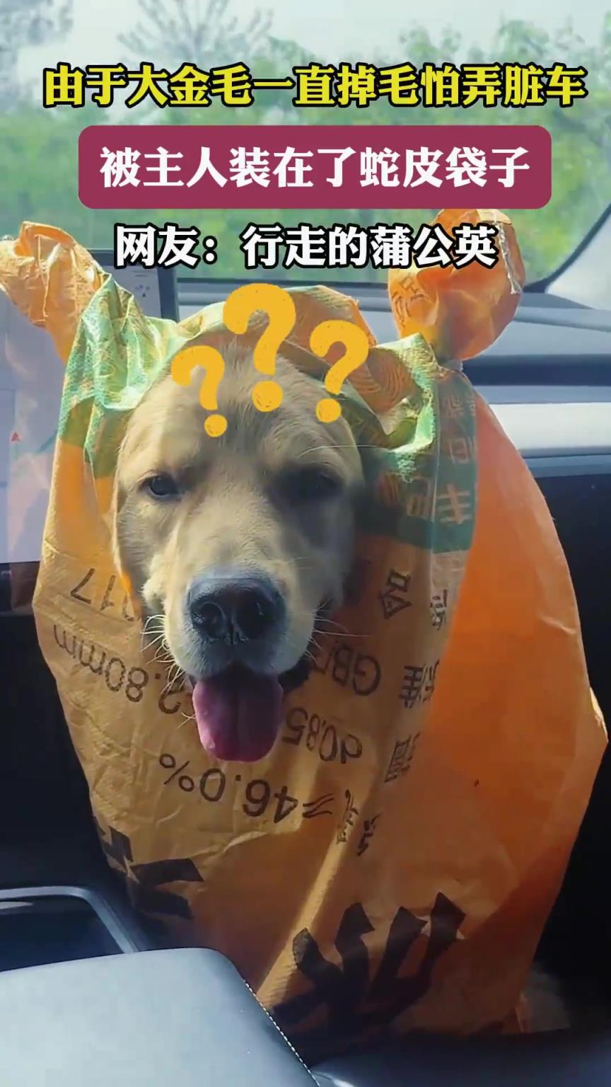 由于大金毛一直掉毛怕弄脏车，被主人装在了蛇皮袋子