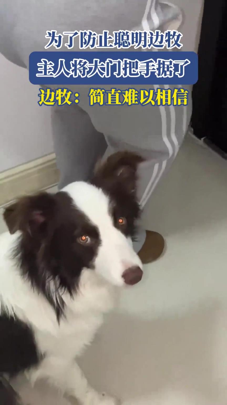 為了防止聰明邊牧，主人將大門把手據(jù)了，邊牧：簡(jiǎn)直難以相信