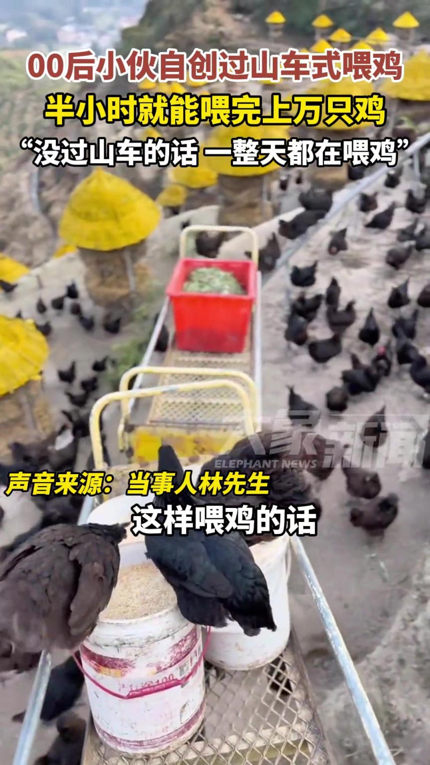 00后小伙自创过山车式喂鸡模式