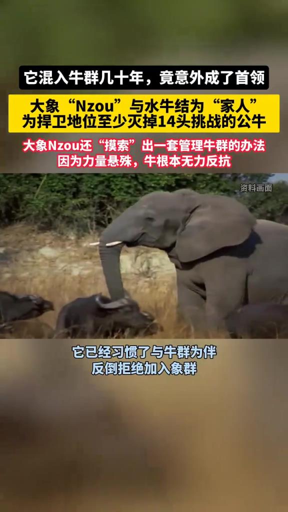 大象以为自己是牛！混入牛群成了首领