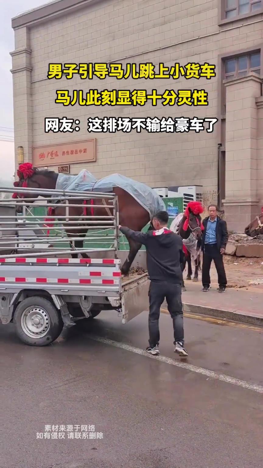 男子引导马儿跳上小货车，马儿此刻显得十分灵性