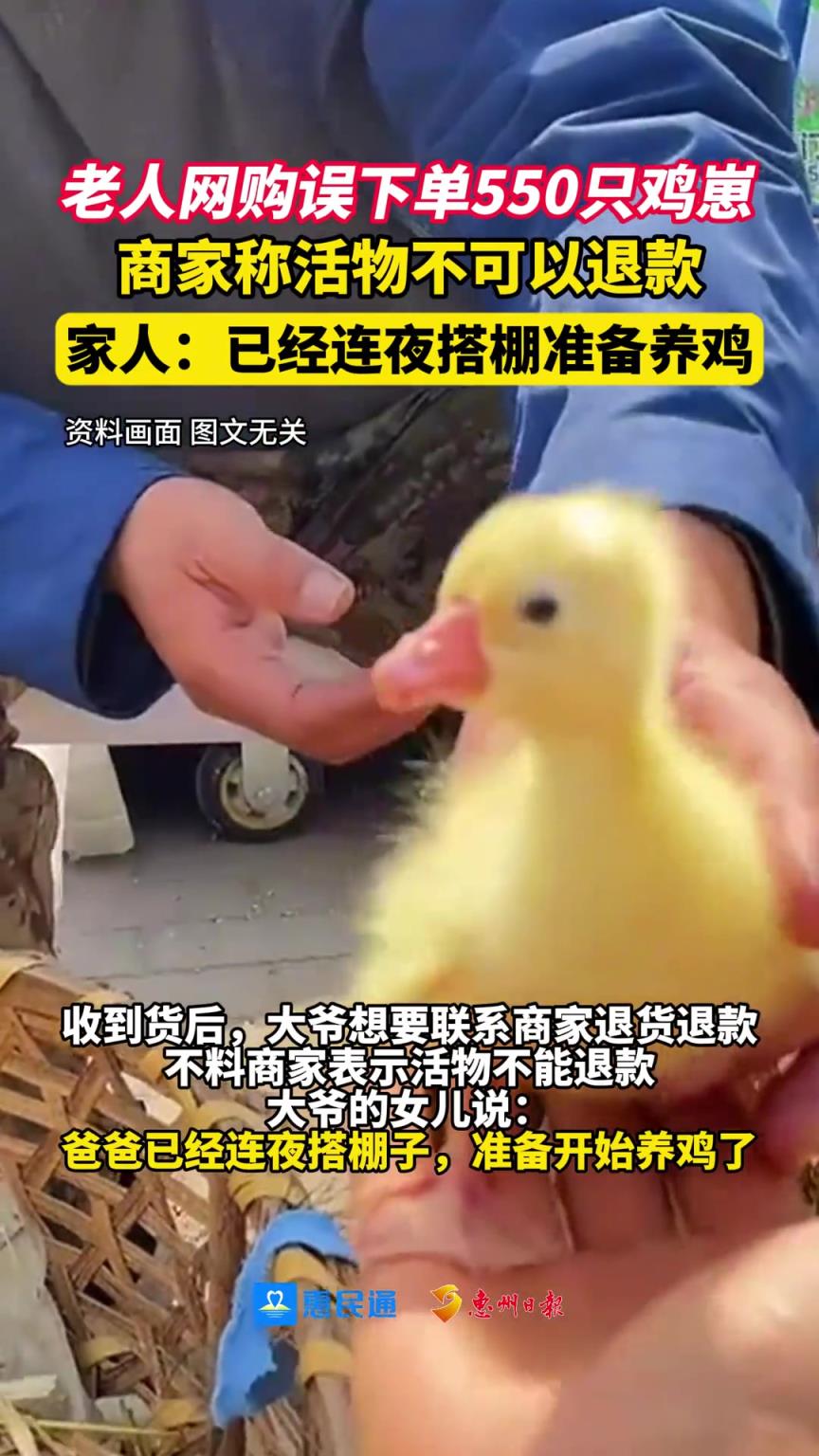 老人网购误下单550只鸡崽，商家称活物不可以退款
