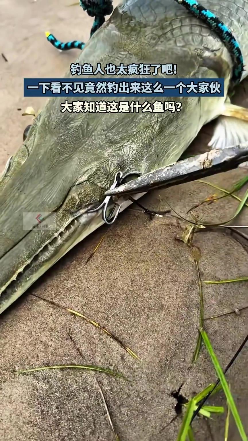 钓鱼人也太疯狂了吧！一下看不见竟然钓出来这么一个大家伙
