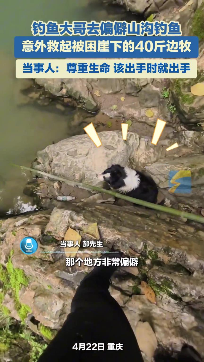 男子去偏僻山沟钓鱼，意外救起被困崖下的40斤边牧
