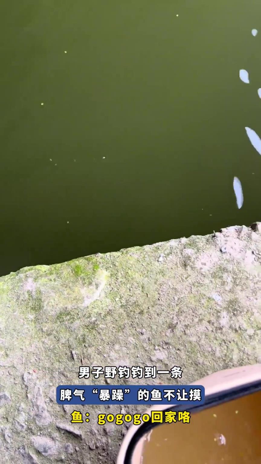 男子野釣釣到一條，脾氣“暴躁”的魚，魚：gogogo回家咯