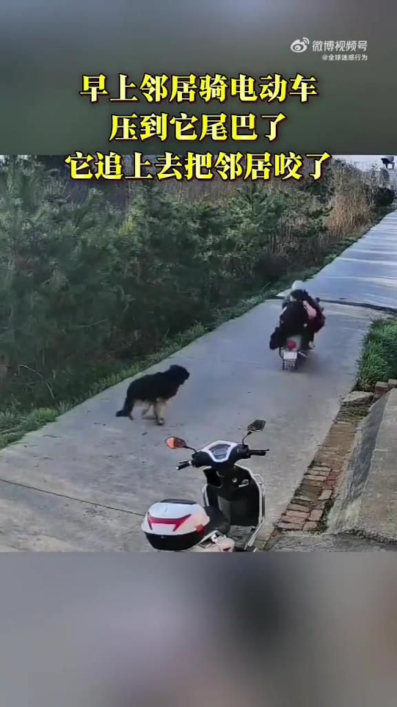 邻居骑电动车压到狗狗尾巴了，它追上去把邻居给咬了