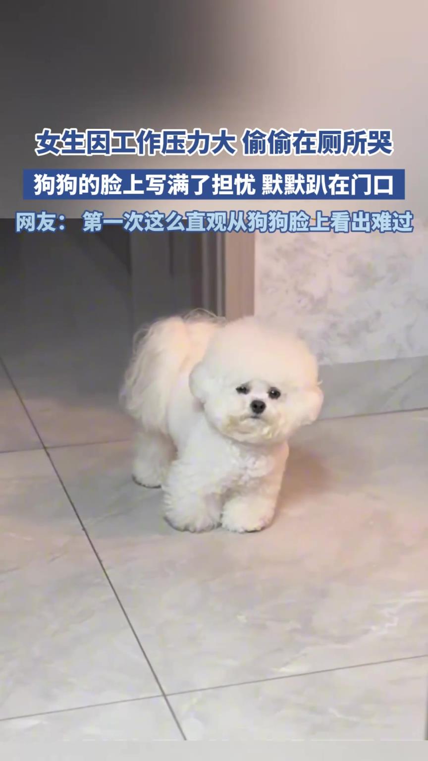 女生因工作压为大 偷偷在厕所哭，狗狗的脸上写满担忧默默趴门口