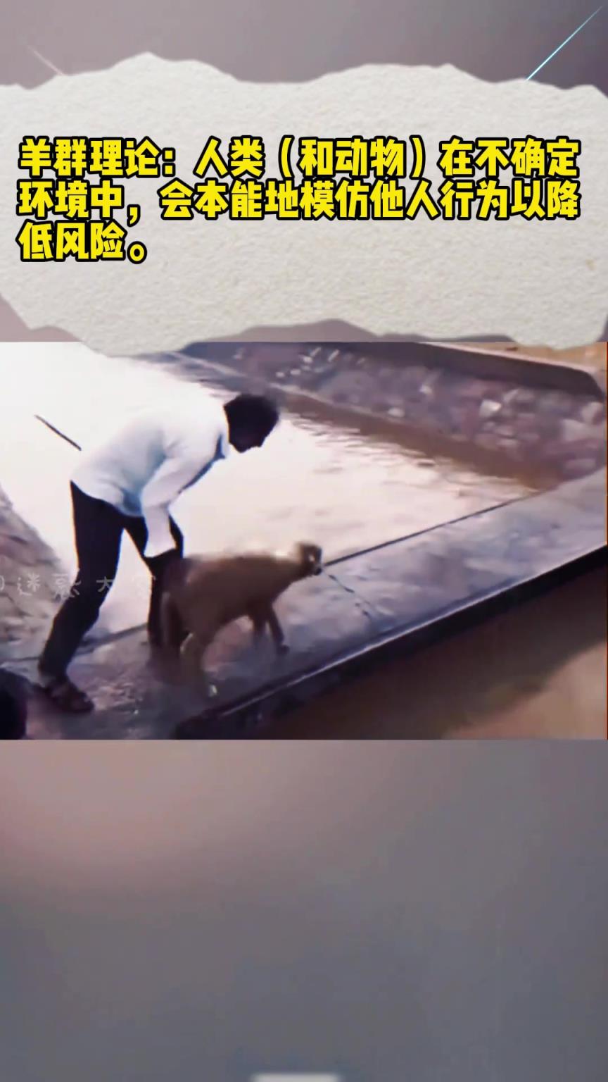 羊群理论的核心逻辑是什么？