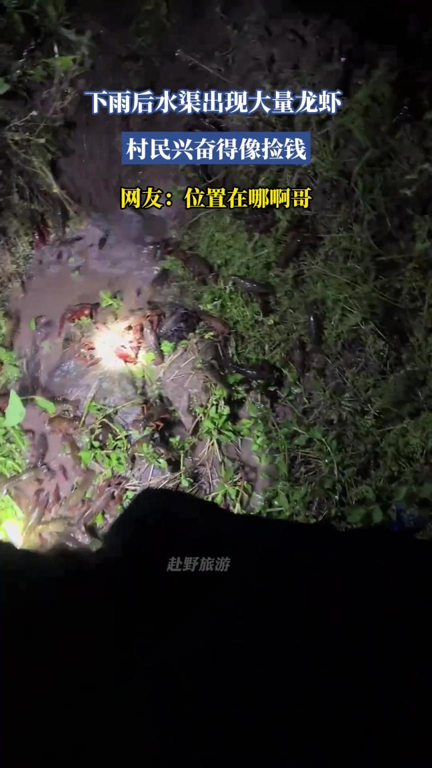 下雨后水渠出现大量龙虾，村民兴奋得像捡钱，网友：位置在哪啊哥
