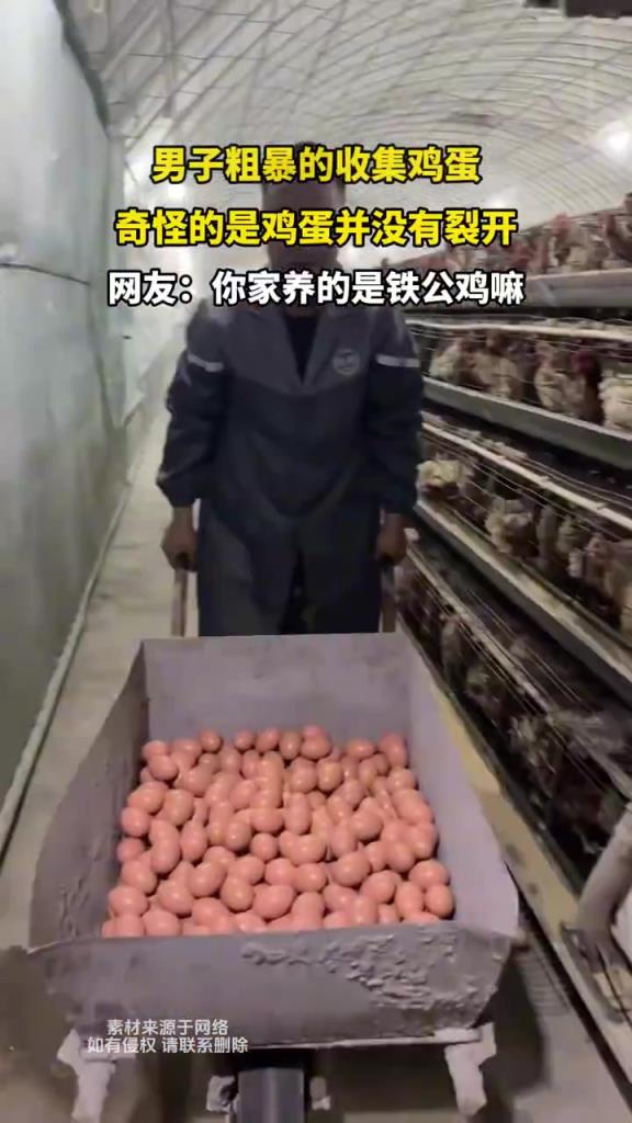 男子粗暴的收集鸡蛋，奇怪的是鸡蛋并没有裂开
