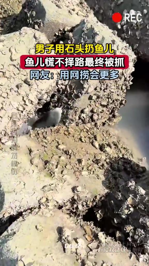 男子用石头扔鱼儿，鱼儿慌不择路最终被抓