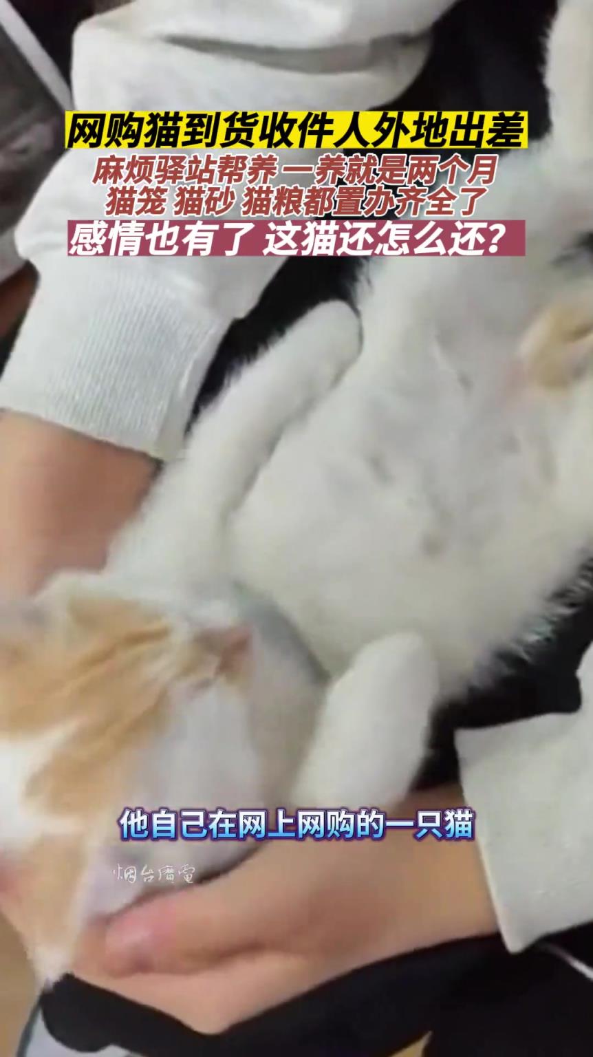 从小奶猫到大猫，已经成了驿站团宠了。