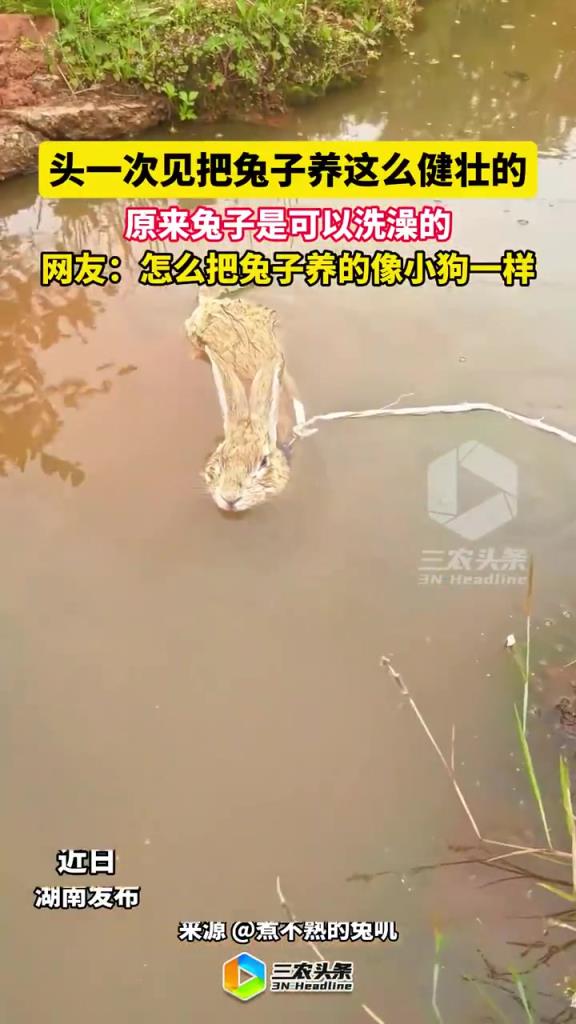 头一次见把兔子养这么健壮的 原来兔子是可以洗澡的
