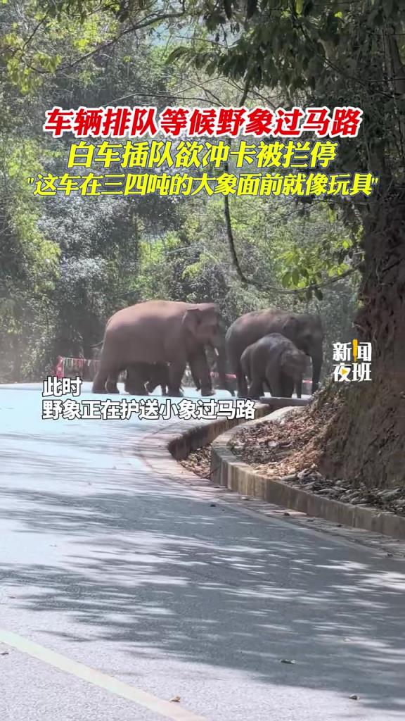车辆排队等候野象过马路,白车插队欲冲卡被拦停!!!