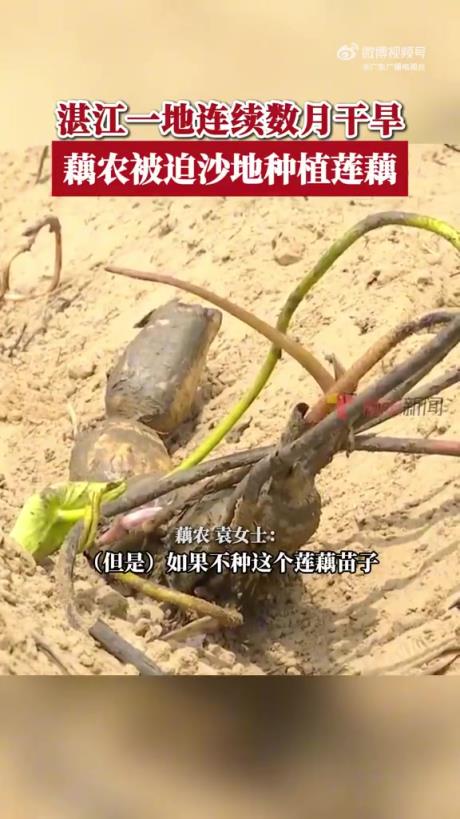 广东一地干旱藕农被迫沙地种植莲藕