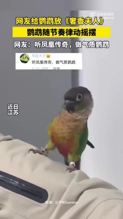 网友给鹦鹉放《奢香夫人》，鹦鹉随节奏摇摆显气质