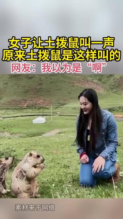 女子逗土拨鼠使其发声，原来土拨鼠这么叫