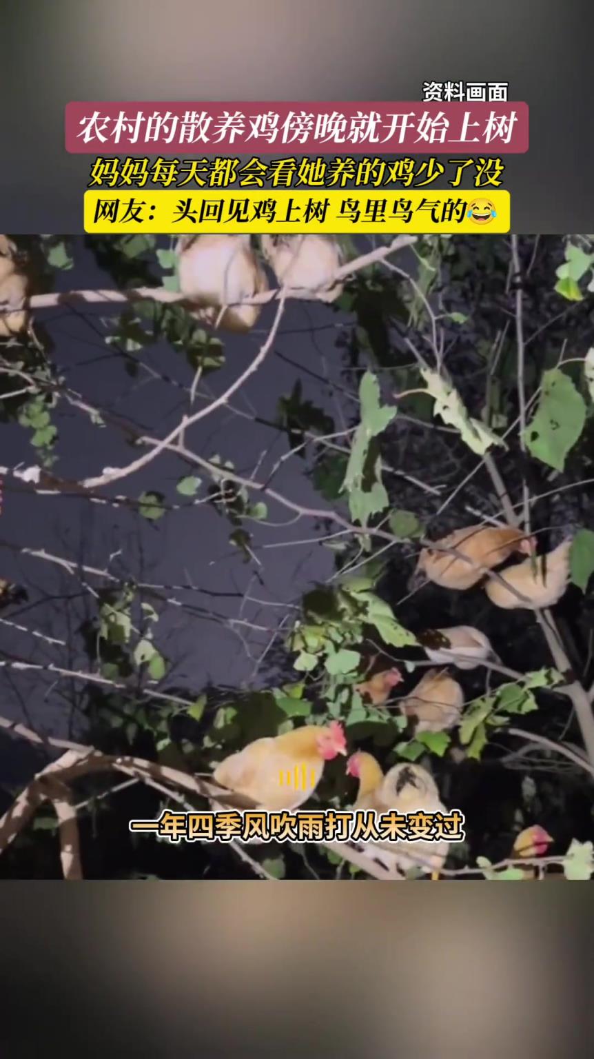 头回见鸡上树，这是养的飞鸡吗