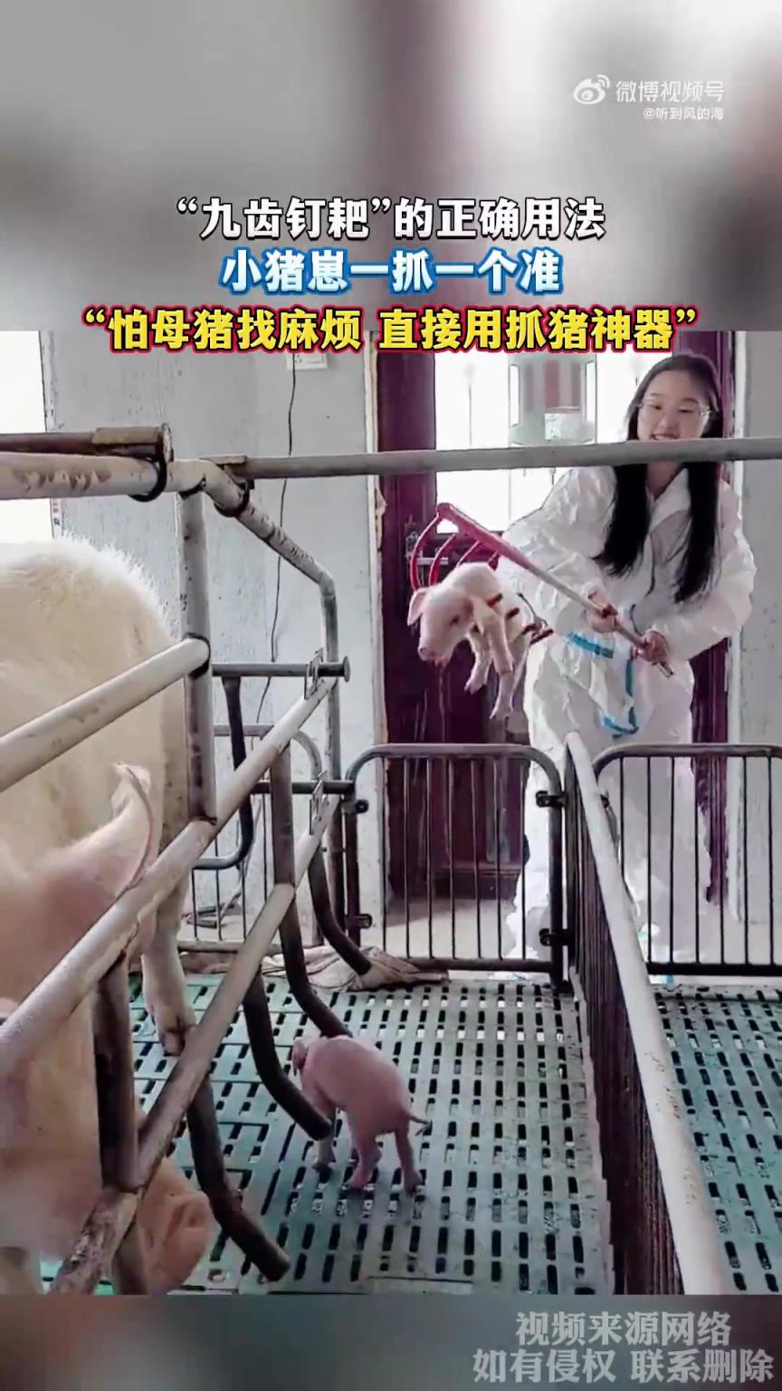“九齿钉耙”的正确用法,小猪崽一抓一个准!!