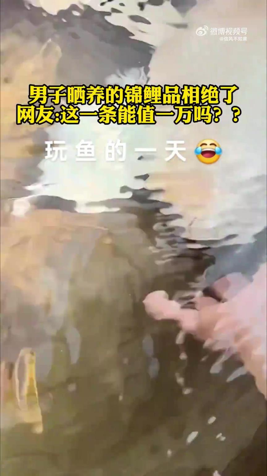 男子晒自家品相绝佳的锦鲤，网友：这一条值一万？
