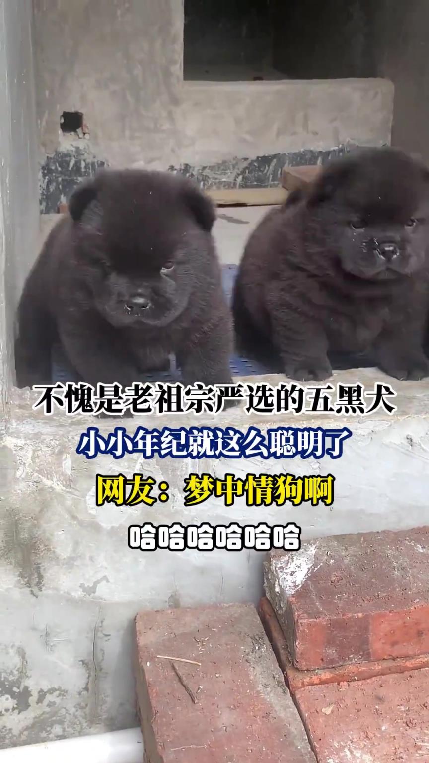不愧是老祖宗严选的五黑犬，小小年纪就这么聪明了
