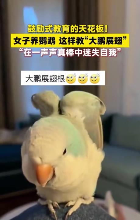 这鸟居然听得懂人话