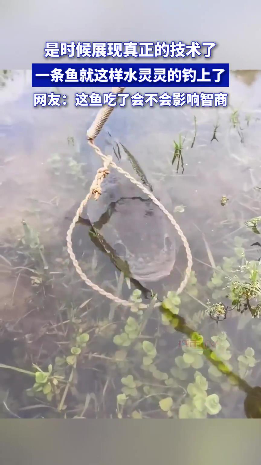 一条鱼就这样水灵灵的钓上了，网友：这鱼吃了会不会影响智商