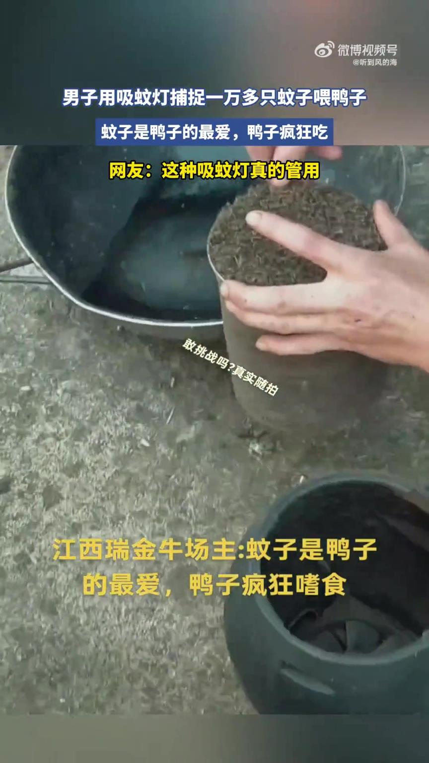 男子用吸蚊灯捕捉近万只蚊子喂鸭子,网友:这种吸蚊灯真的管用！